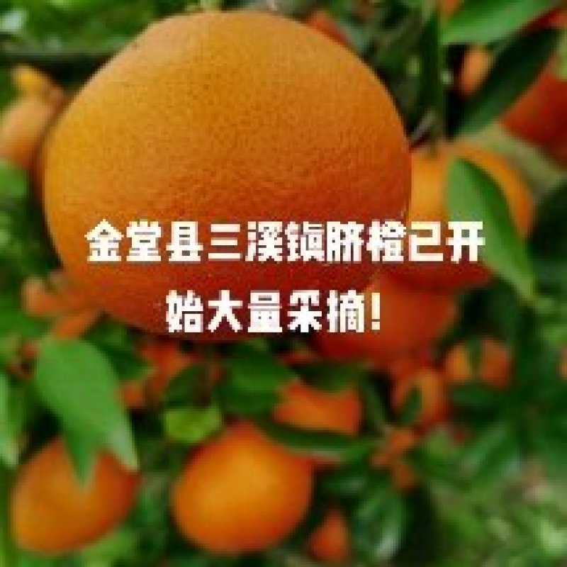 四川金堂三溪镇脐橙大量销售