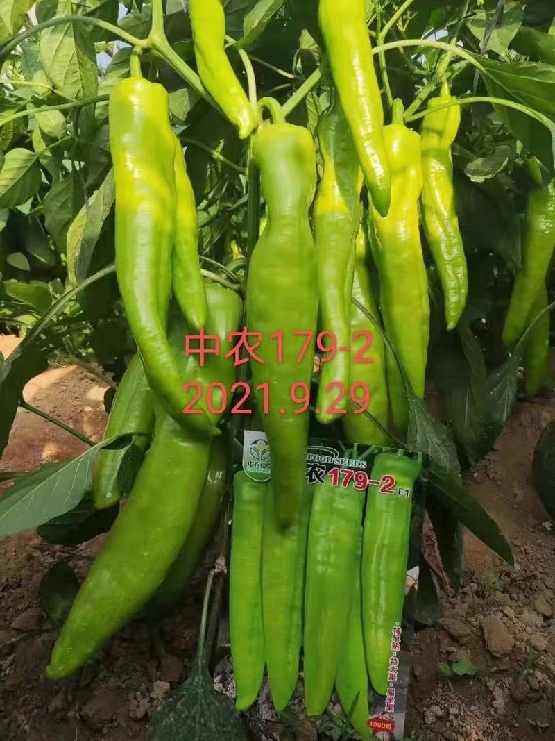 中农179-2特大果牛角椒种子特早熟黄绿皮基地专用