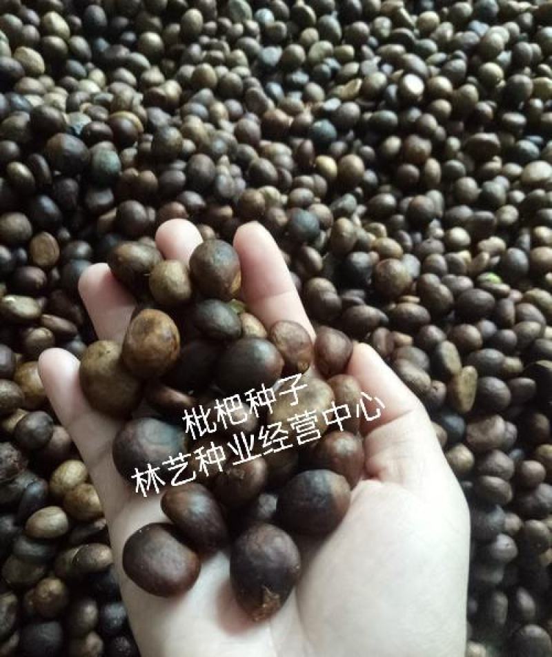 新到枇杷籽枇杷种子枇杷树种子枇杷籽占地果树种子