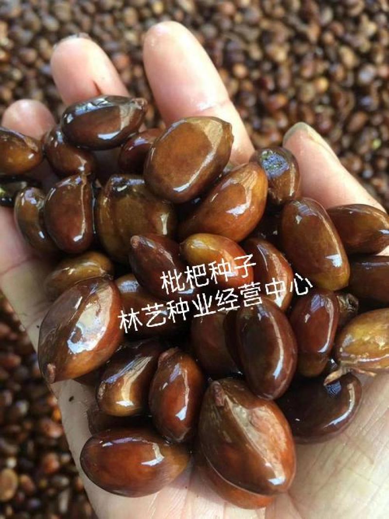 新到枇杷籽枇杷种子枇杷树种子枇杷籽占地果树种子