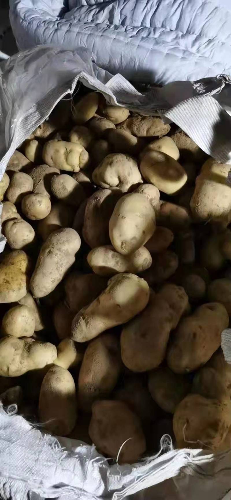 226通货按照淀粉货的价格卖