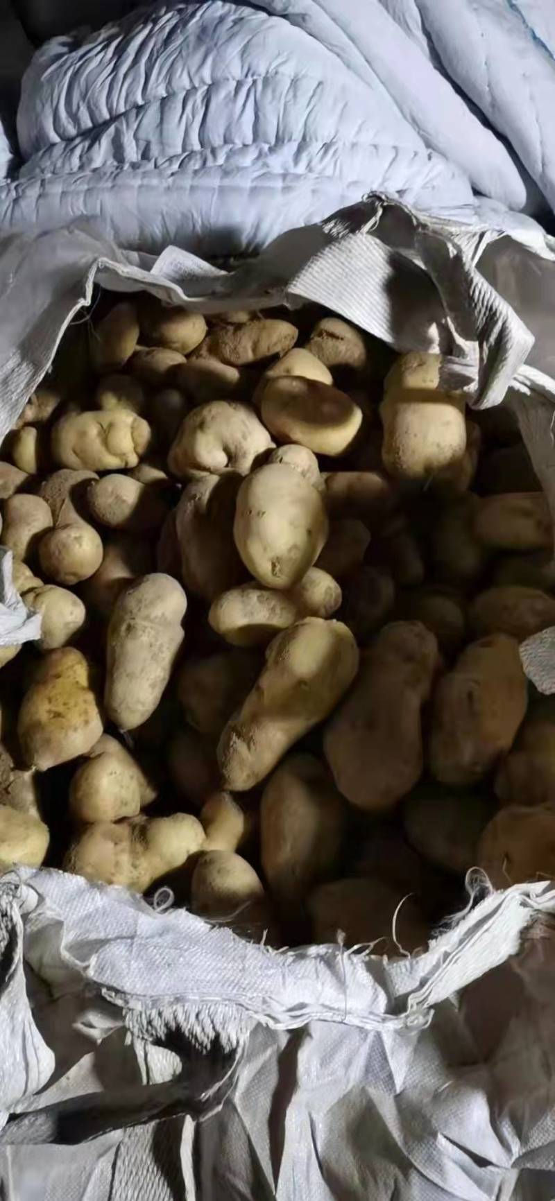 226通货按照淀粉货的价格卖