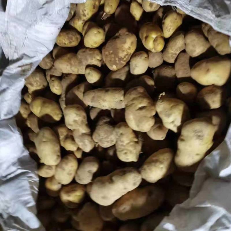 226通货按照淀粉货的价格卖