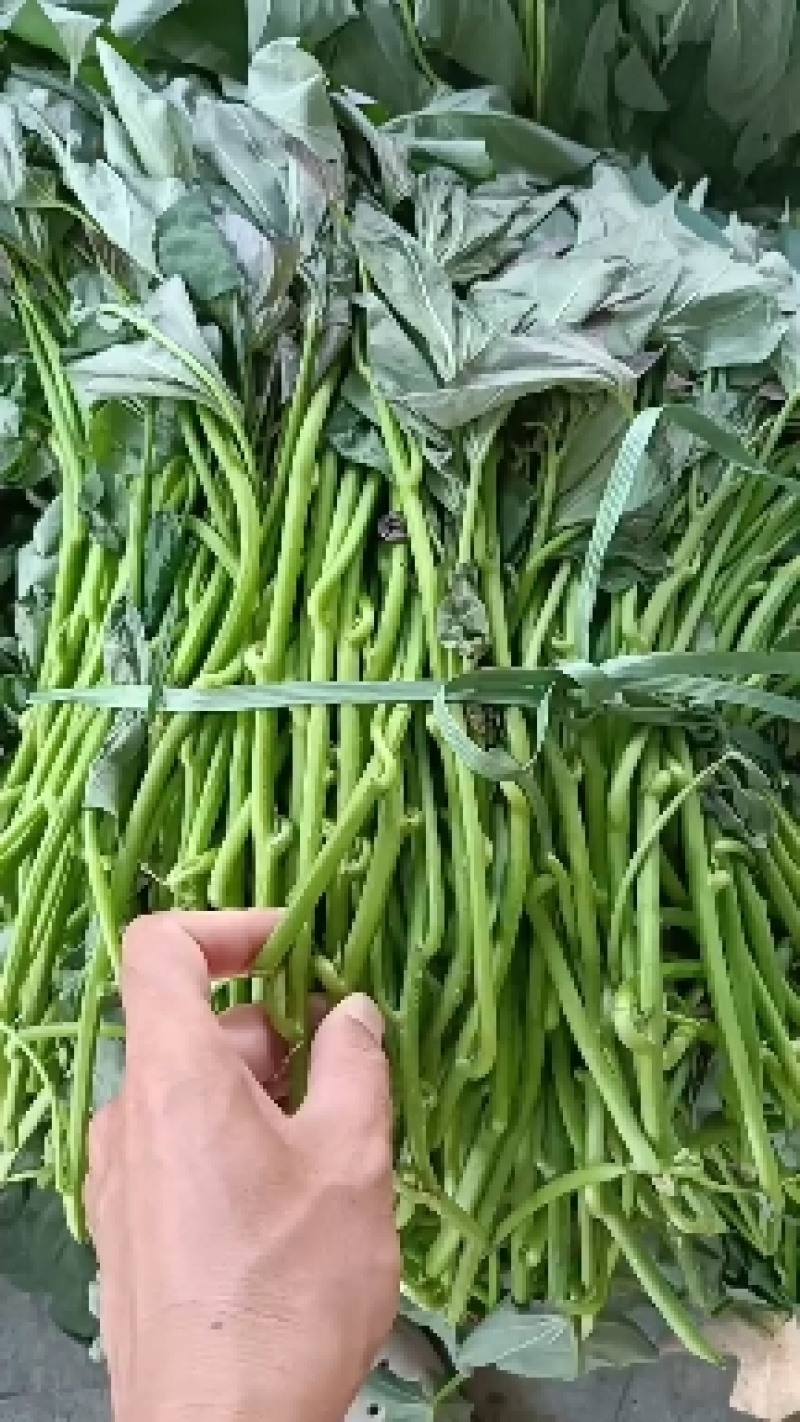 大田苗西瓜红,一点红,桂京8号,花叶紫罗兰......