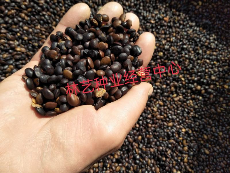春季国槐种子速生国槐苗黄花槐红花槐刺槐洋槐紫穗槐树种子