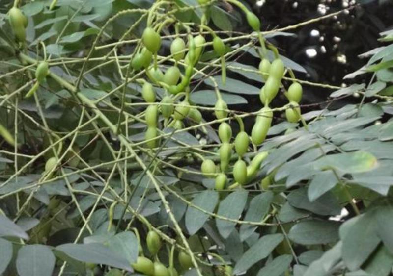 春季国槐种子速生国槐苗黄花槐红花槐刺槐洋槐紫穗槐树种子