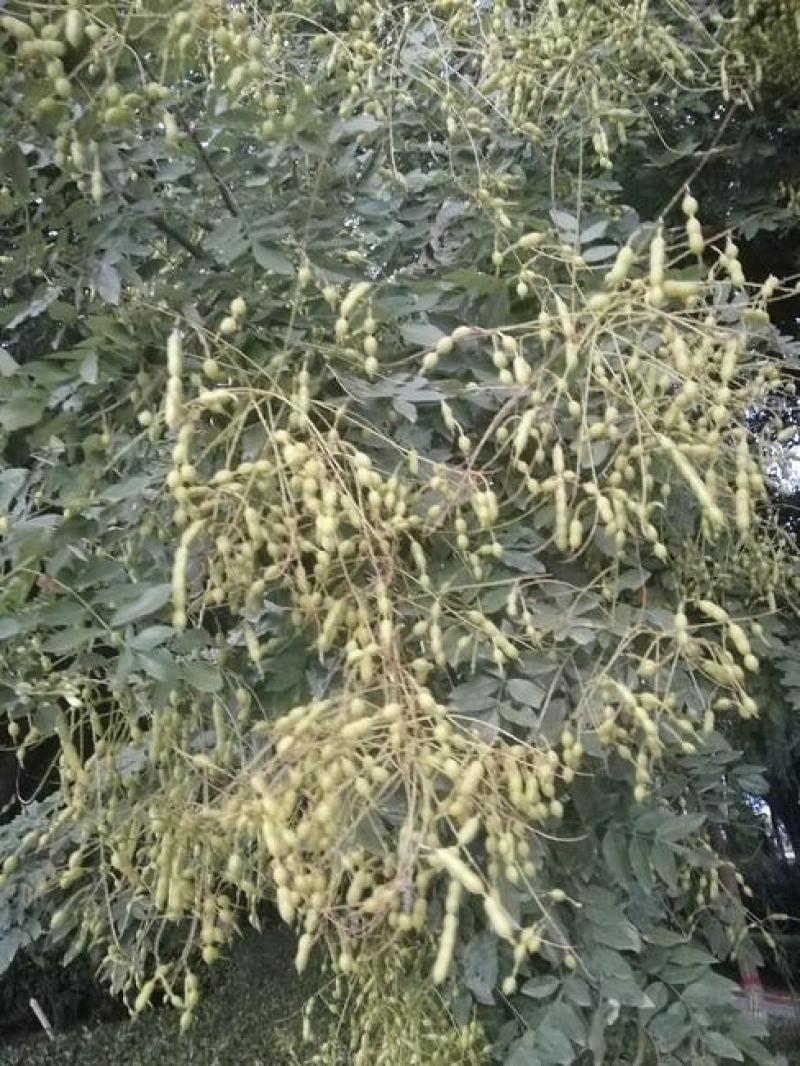 春季国槐种子速生国槐苗黄花槐红花槐刺槐洋槐紫穗槐树种子