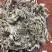 茵陈茵陈中草药正宗茵陈品质保证
