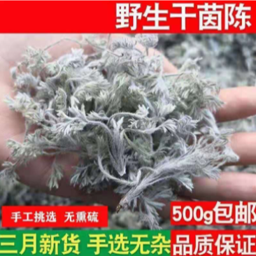茵陈茵陈中草药正宗茵陈品质保证