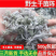 茵陈茵陈中草药正宗茵陈品质保证