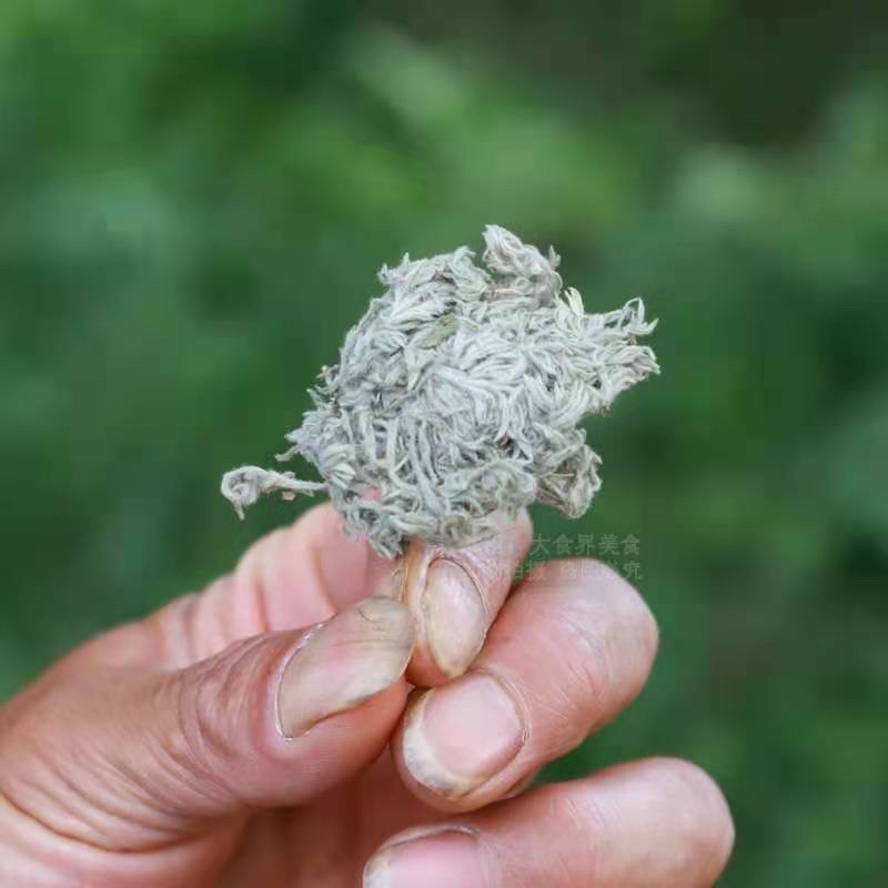茵陈茵陈中草药正宗茵陈品质保证