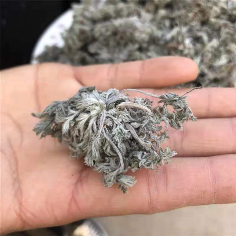 茵陈茵陈中草药正宗茵陈品质保证