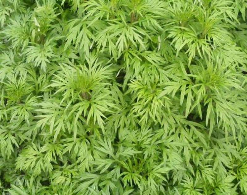 药用艾草种子食用草艾绒香艾草四季种叶艾草艾高艾叶种籽盆栽