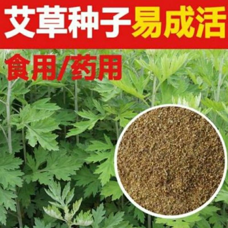 药用艾草种子食用草艾绒香艾草四季种叶艾草艾高艾叶种籽盆栽