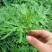 药用艾草种子食用草艾绒香艾草四季种叶艾草艾高艾叶种籽盆栽
