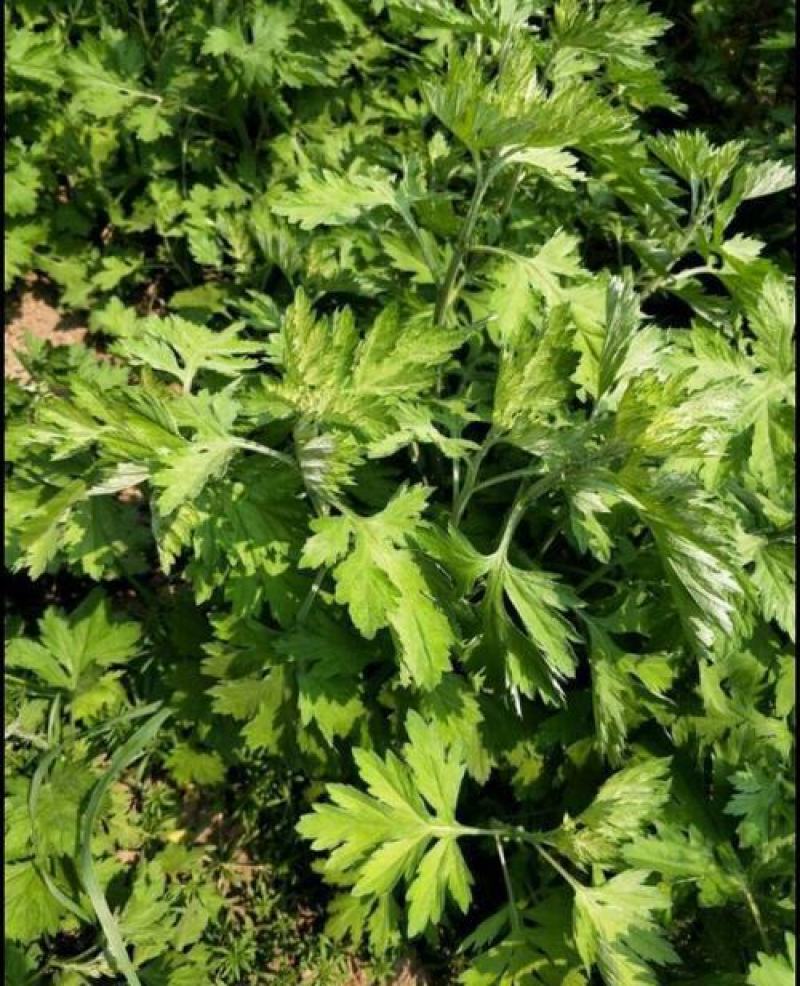 药用艾草种子食用草艾绒香艾草四季种叶艾草艾高艾叶种籽盆栽