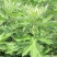 药用艾草种子食用草艾绒香艾草四季种叶艾草艾高艾叶种籽盆栽