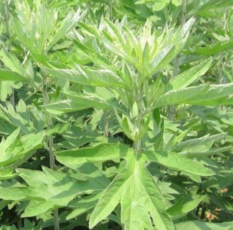 药用艾草种子食用草艾绒香艾草四季种叶艾草艾高艾叶种籽盆栽