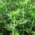 药用艾草种子食用草艾绒香艾草四季种叶艾草艾高艾叶种籽盆栽