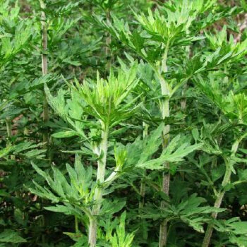 药用艾草种子食用草艾绒香艾草四季种叶艾草艾高艾叶种籽盆栽