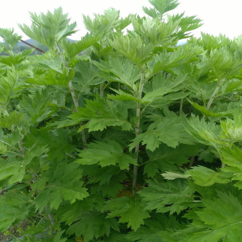 药用艾草种子食用草艾绒香艾草四季种叶艾草艾高艾叶种籽盆栽