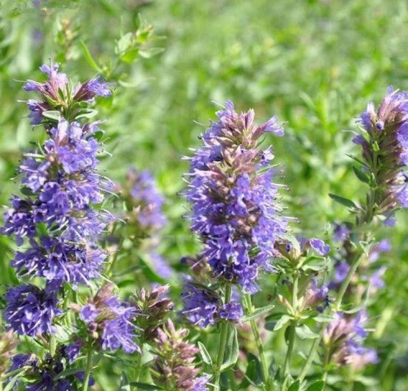 神香草种子浓香花草种子驱蚊虫四季种易活庭院盆栽花籽种子