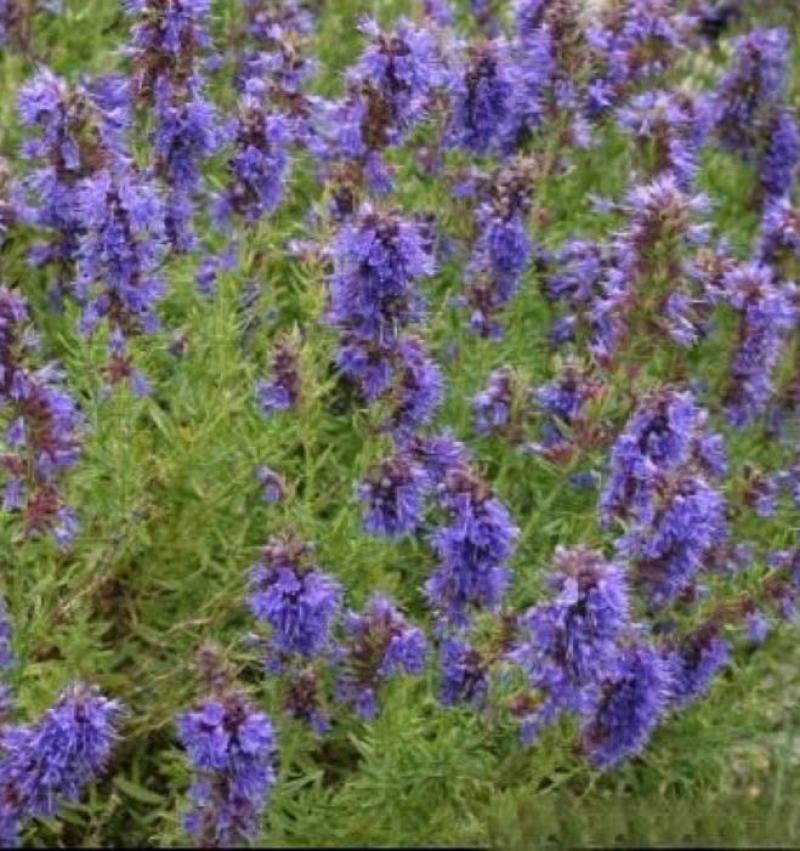 神香草种子浓香花草种子驱蚊虫四季种易活庭院盆栽花籽种子