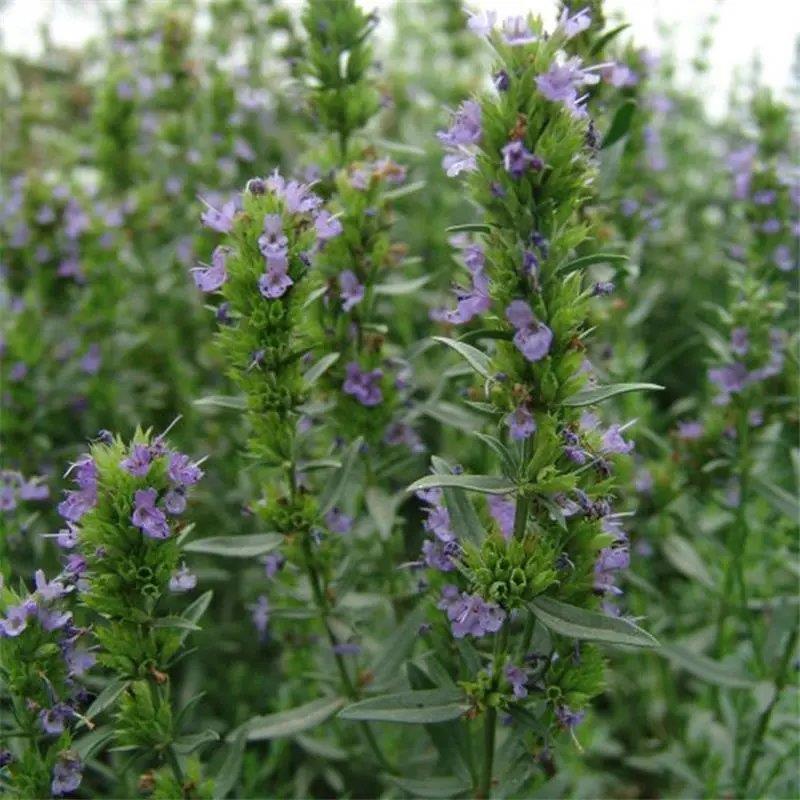 神香草种子浓香花草种子驱蚊虫四季种易活庭院盆栽花籽种子