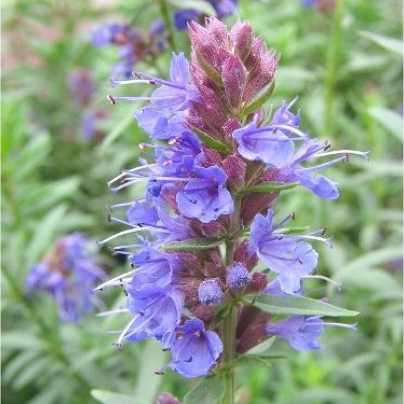 神香草种子浓香花草种子驱蚊虫四季种易活庭院盆栽花籽种子