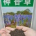 神香草种子浓香花草种子驱蚊虫四季种易活庭院盆栽花籽种子