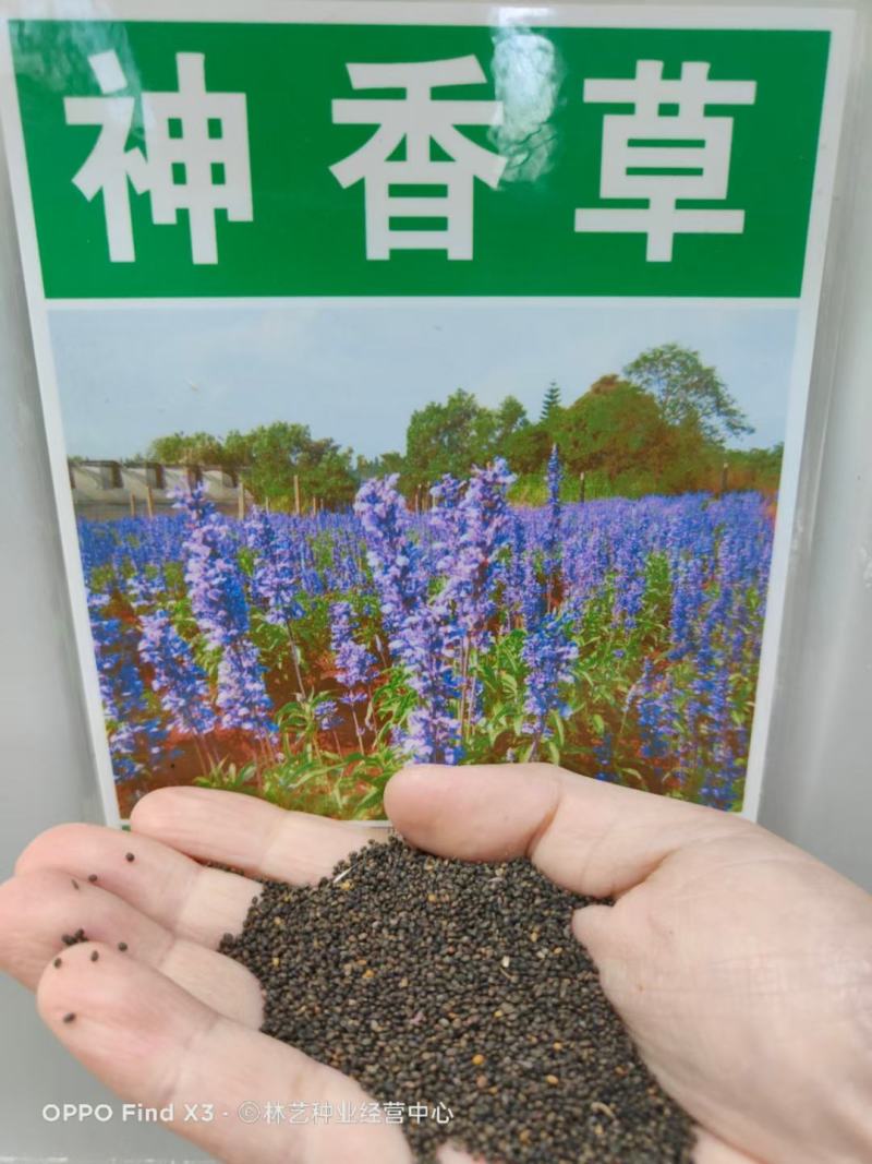 神香草种子浓香花草种子驱蚊虫四季种易活庭院盆栽花籽种子