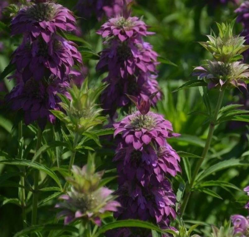 神香草种子浓香花草种子驱蚊虫四季种易活庭院盆栽花籽种子