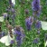神香草种子浓香花草种子驱蚊虫四季种易活庭院盆栽花籽种子