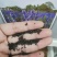 神香草种子浓香花草种子驱蚊虫四季种易活庭院盆栽花籽种子