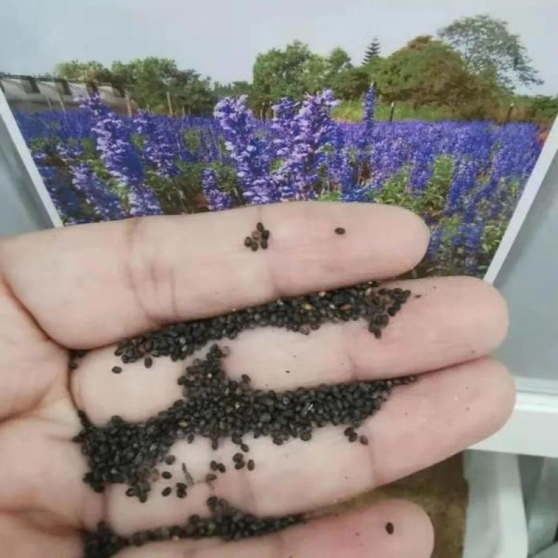 神香草种子浓香花草种子驱蚊虫四季种易活庭院盆栽花籽种子