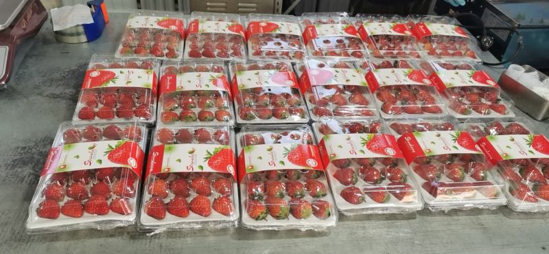 烘焙草莓，商超直供，平台订货，货源稳定，日产5000，