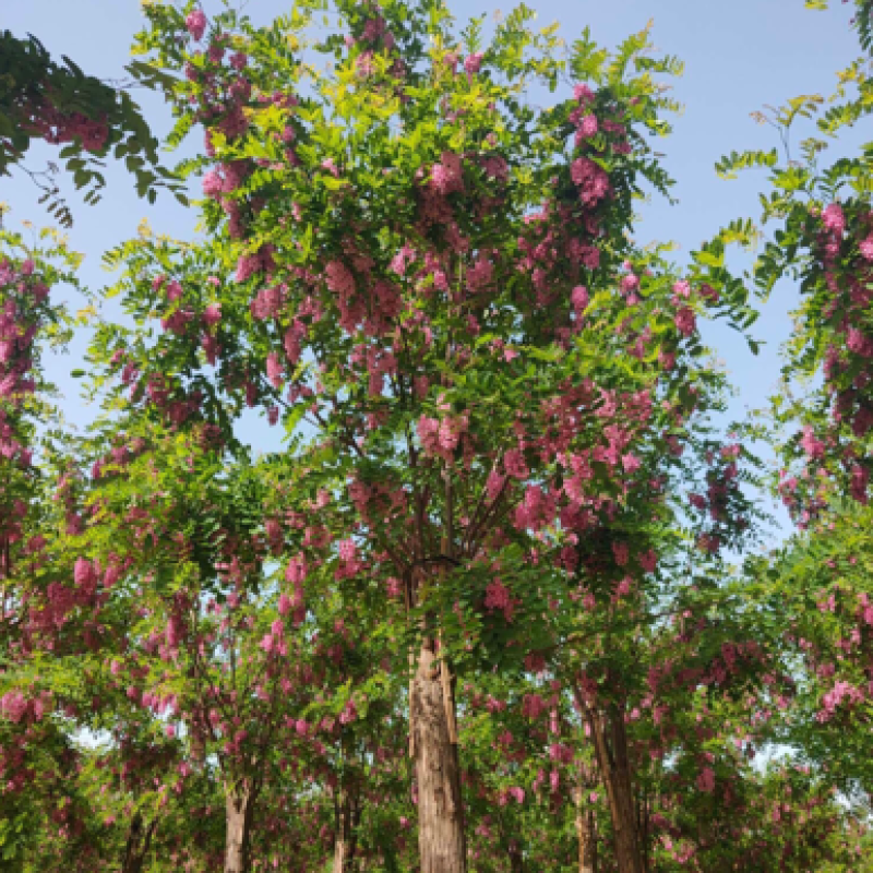 8-20公分香花槐，干柴价