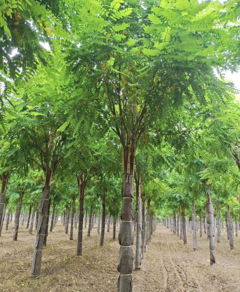 8-20公分香花槐，干柴价