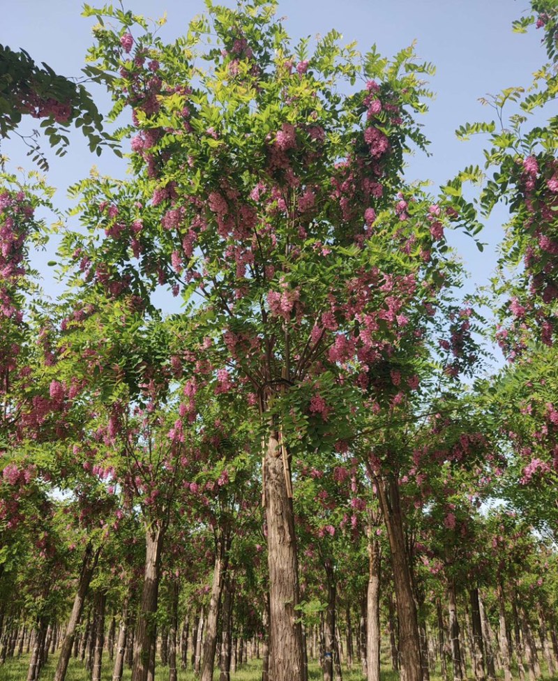 8-20公分香花槐，干柴价