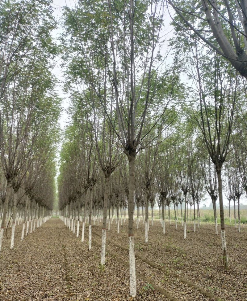 8-20公分香花槐，干柴价