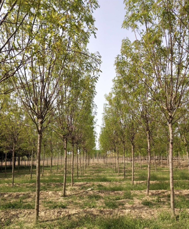 8-20公分香花槐，干柴价