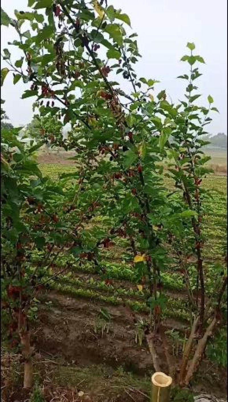 台湾四季果大果桑苗现挖苗100%嫁接苗产量高好管理