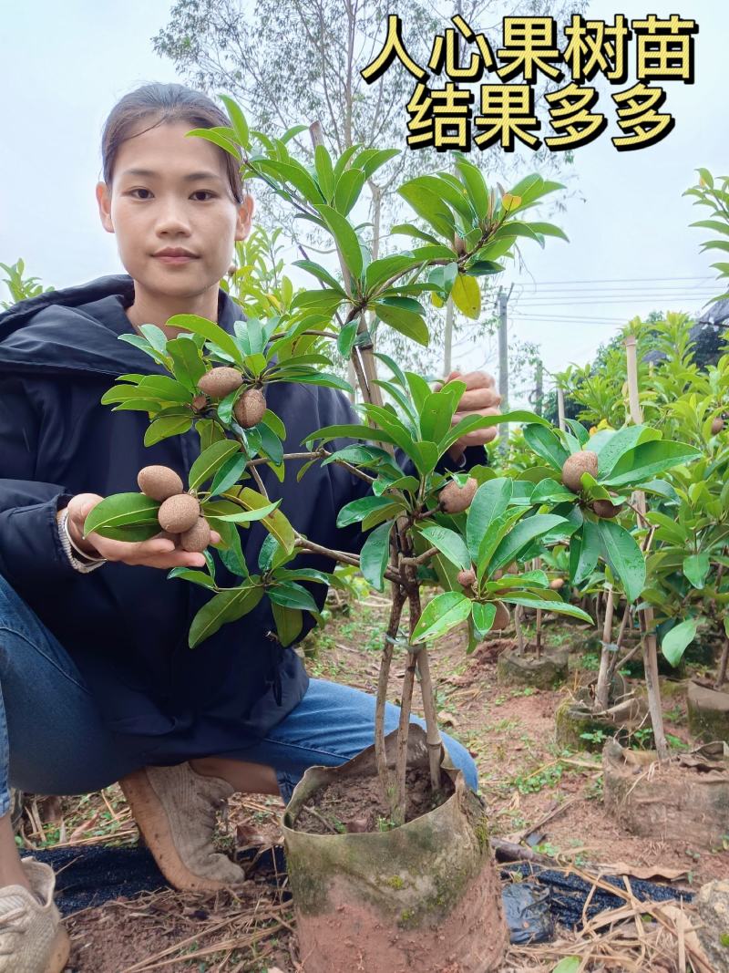 人心果苗果子蜜甜一年多季结果可带果发货