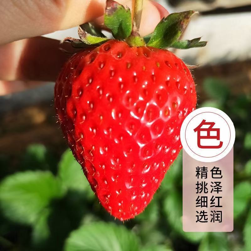 烘焙草莓，商超直供，平台订货，货源稳定，日产5000，