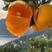 九月红脐橙湖北基地直供大量上市一手货源诚信经营