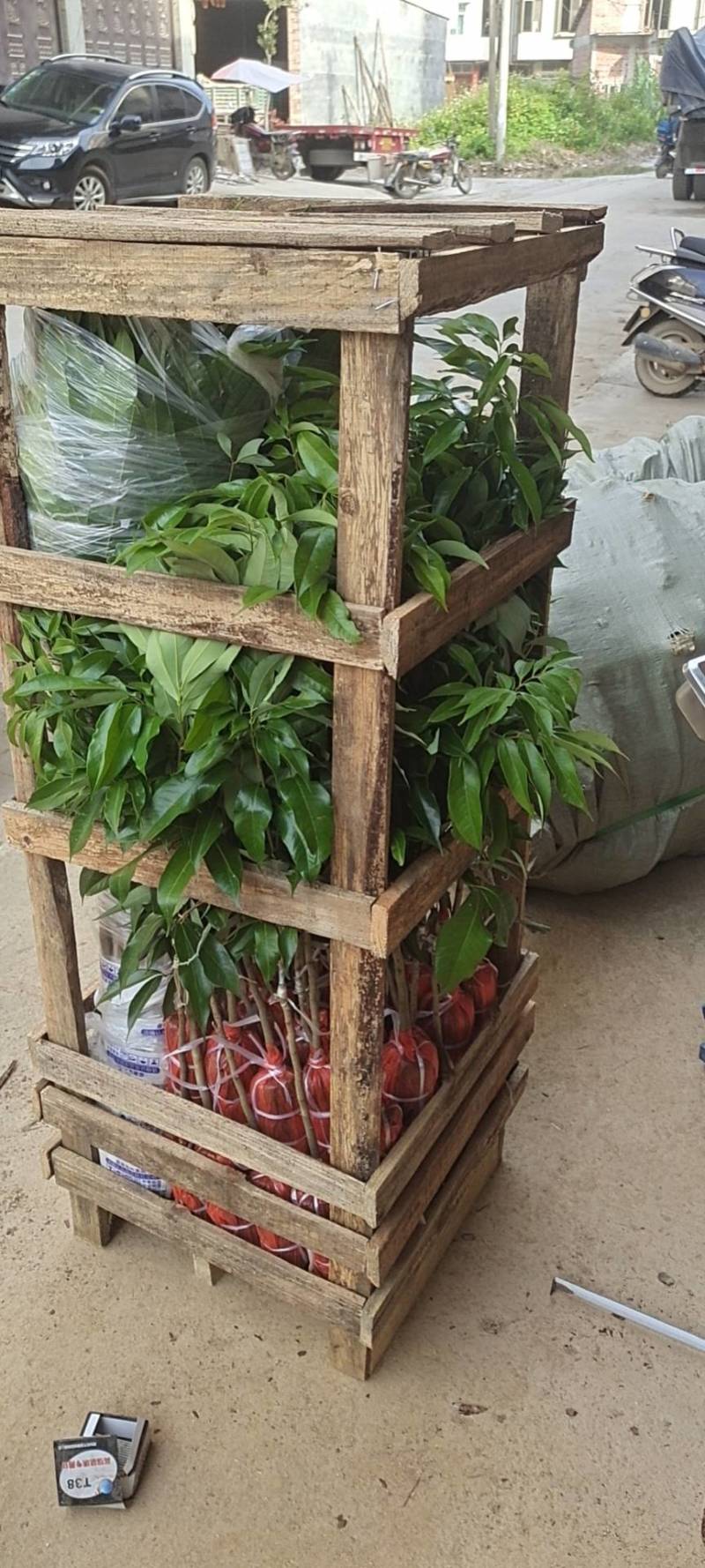 【精品】桂味，妃子笑，无核荔枝苗，小核肉厚，现挖苗现发货