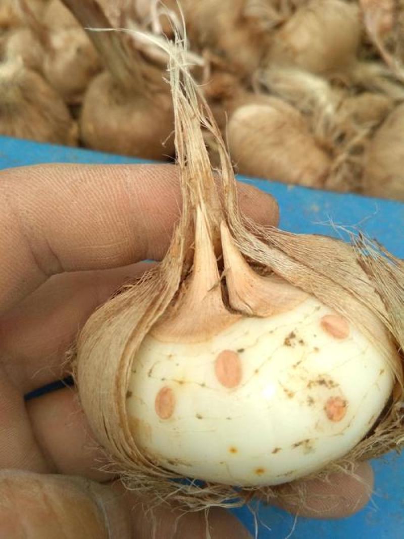 四季易种藏红花种球可食用药用番红花种子阳台庭院西红花耐寒