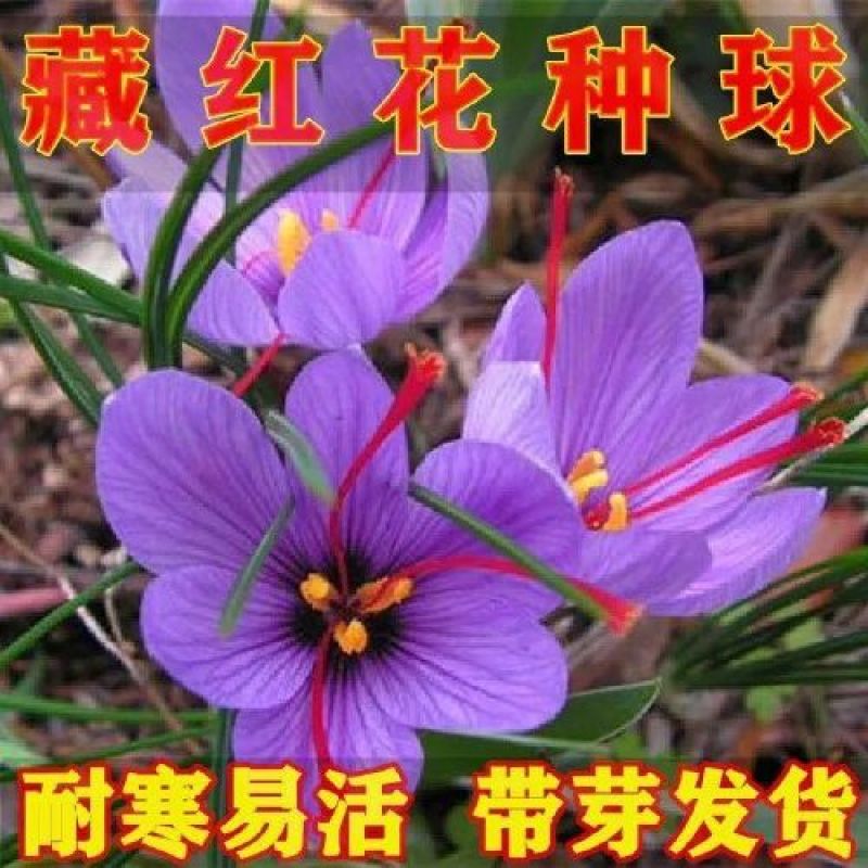四季易种藏红花种球可食用药用番红花种子阳台庭院西红花耐寒