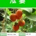 吊瓜子瓜蒌种子天花粉栝楼吊瓜润肺祛痰中药材野生糖瓜蒌