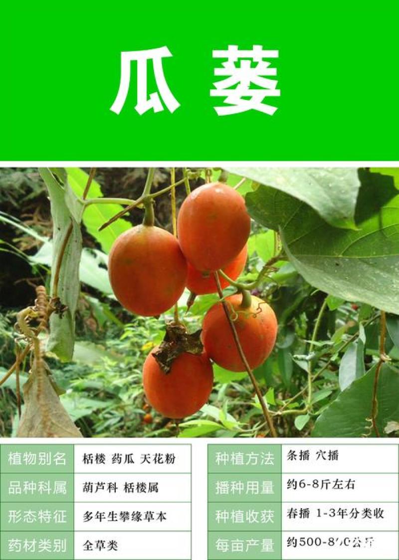 吊瓜子瓜蒌种子天花粉栝楼吊瓜润肺祛痰中药材野生糖瓜蒌